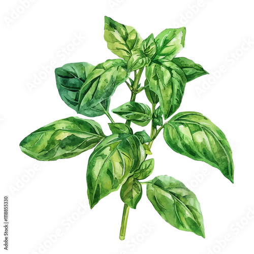 A watercolor vector of Basil, with vibrant green leaves and a fresh, aromatic scent. Basil vector.