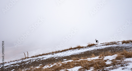 Dogs in nature winter landscape snow stunning beauty new zealand central otago freedom hiking walking