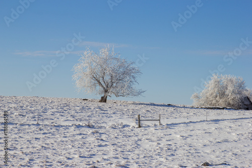 frost covered trees in a pasture