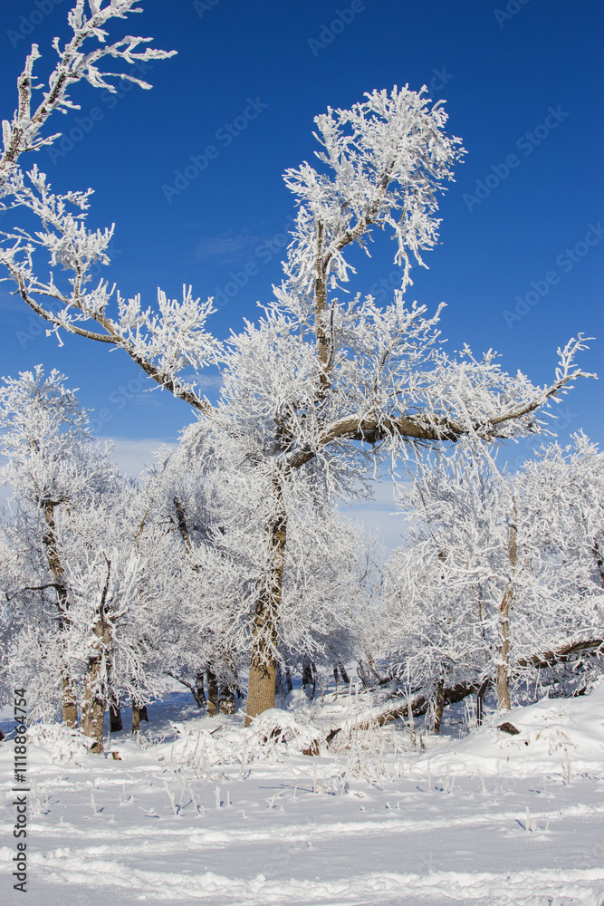 frost covered trees frost covered trees