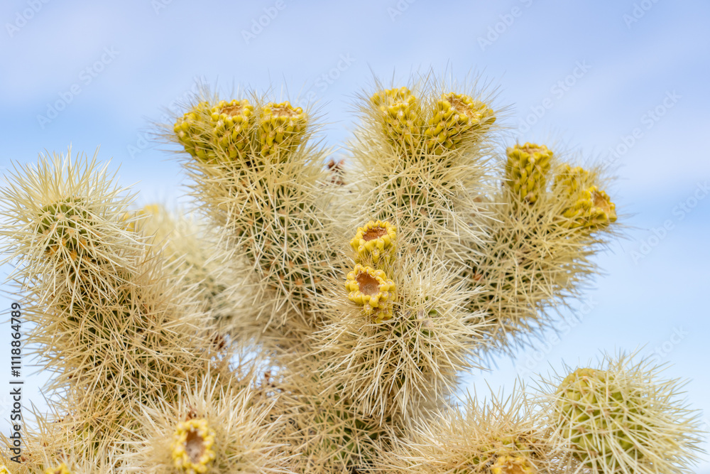 Obraz premium Cholla Cactus Garden Trail，Colorado Desert section of the Sonoran Desert. Joshua Tree National Park, California. Cylindropuntia bigelovii, the teddy-bear cholla, is a cholla cactus.