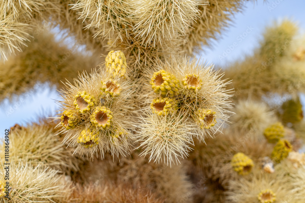 Obraz premium Cholla Cactus Garden Trail,Colorado Desert section of the Sonoran Desert. Joshua Tree National Park, California. Cylindropuntia bigelovii, the teddy-bear cholla, is a cholla cactus.
