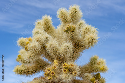 Cholla Cactus Garden Trail，Colorado Desert section of the Sonoran Desert. Joshua Tree National Park, California. Cylindropuntia bigelovii, the teddy-bear cholla, is a cholla cactus. photo