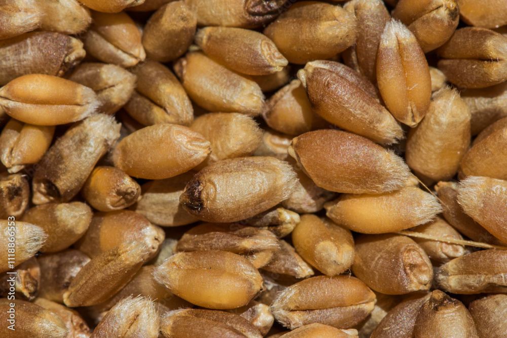 closeup of hard red spring wheat berries closeup of hard red spring wheat berries