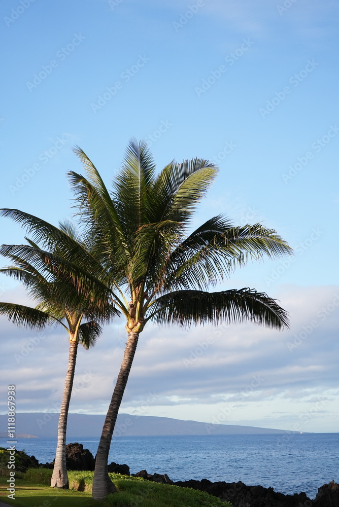 Obraz premium beach with trees