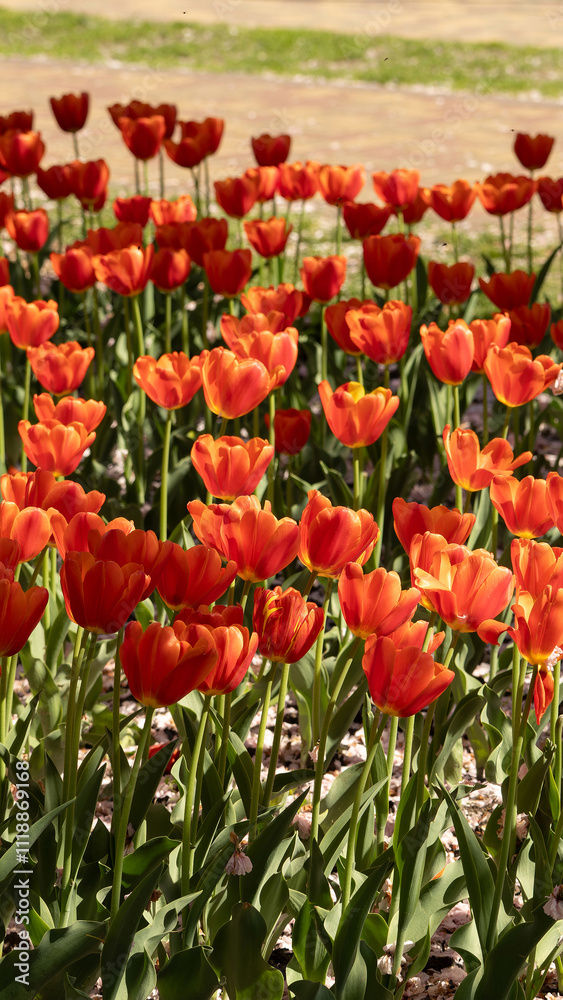 Tulips Blooming in Park – Springtime Tulips Blooming in Park – Springtime
