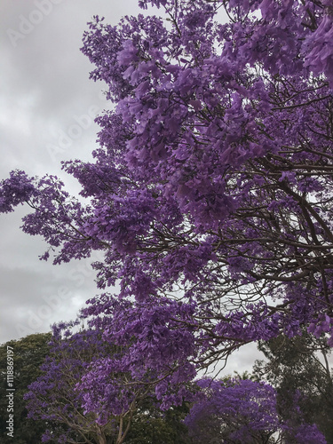 Jacaranda tree