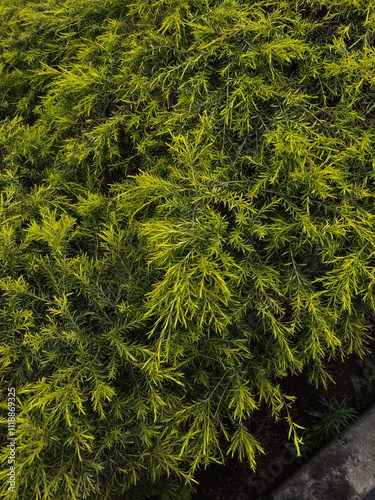 Leafy bush
