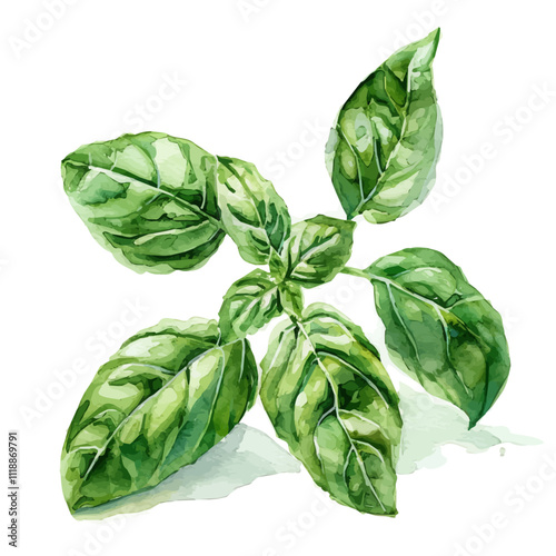 A watercolor of a basil plant, isolated on a white background. Basil vector.