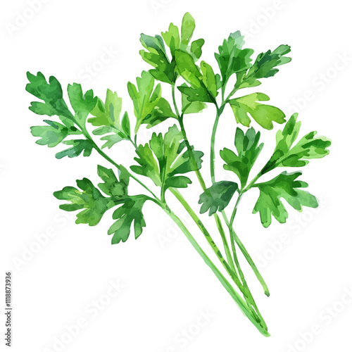 A watercolor vector of parsley leaves, isolated on a white background. Parsley leaves vector.