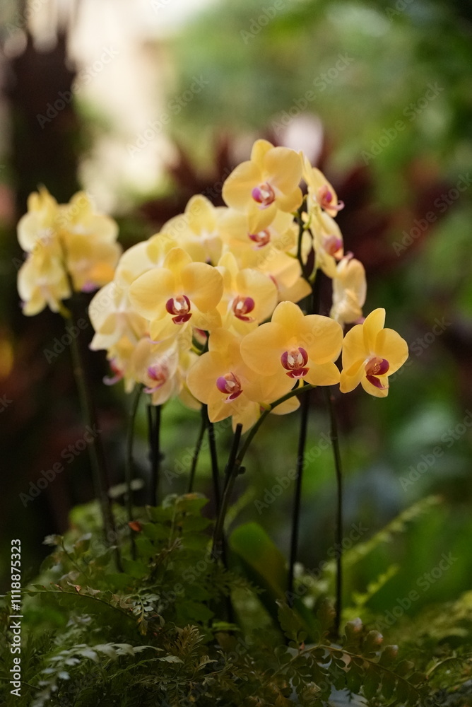 red and yellow orchid flowers blooming red and yellow orchid flowers blooming