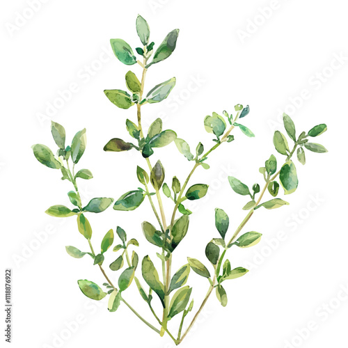 A watercolor vector of thyme sprigs, isolated on a white background. Thyme sprigs vector.