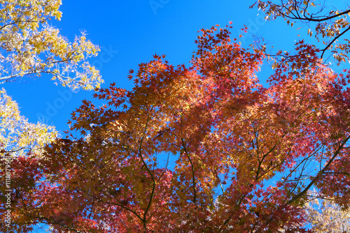 殿ガ谷戸庭園の紅葉