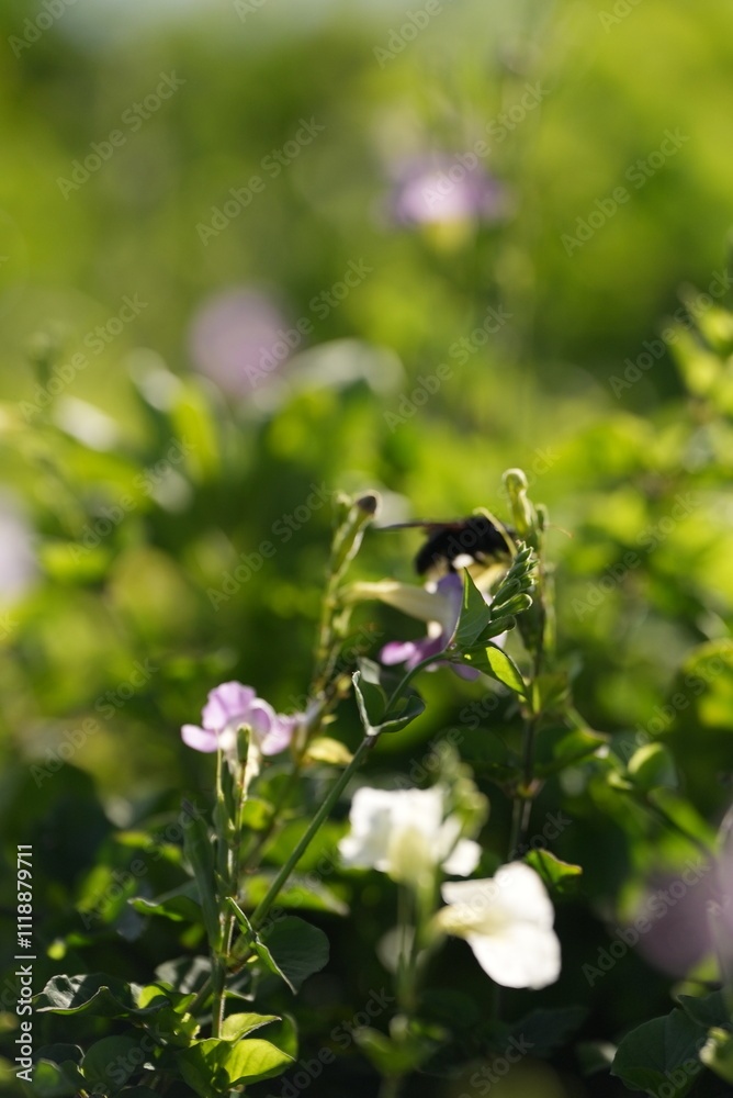 Black bee finding pollen on a flower Black bee finding pollen on a flower
