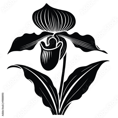 Silhouette of a Paphiopedilum Orchid