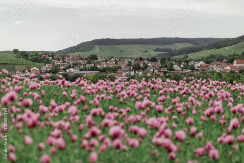 Wallpaper Mural field of pink poppies Torontodigital.ca