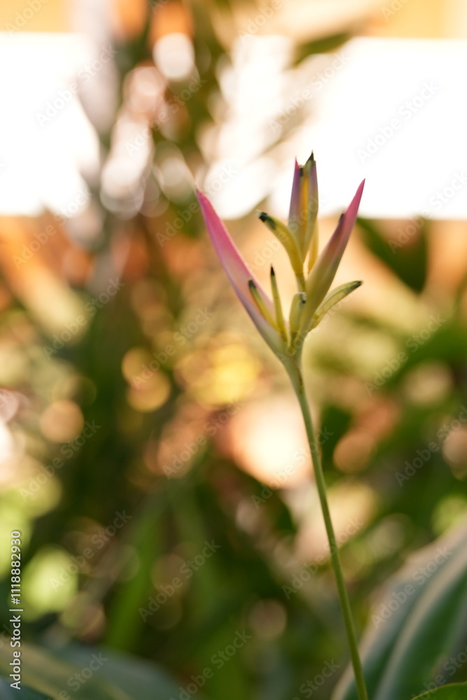 Tropical flowers blooming on an island Tropical flowers blooming on an island