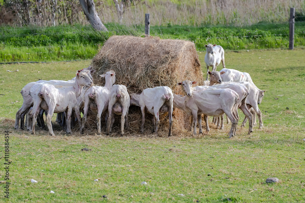 Obraz premium Sheared flock of sheep grazing and feeding in a rural pasture, highlighting farm life and the wool industry in Australia