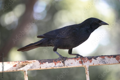 Gnorimopsar chopi, popularly known as graúna, black bird, black assum, cupid, black chick, corn puller, chopim, blackbird or craúna, is a species of bird in the Icteridae family. photo