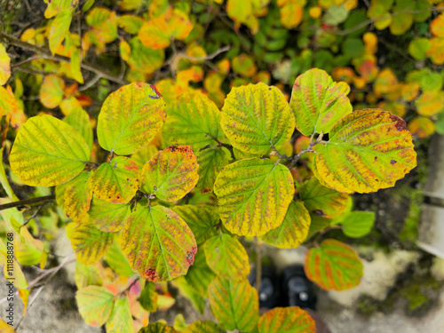 Fothergilla in autumn. Orange, yellow and green leaves photo