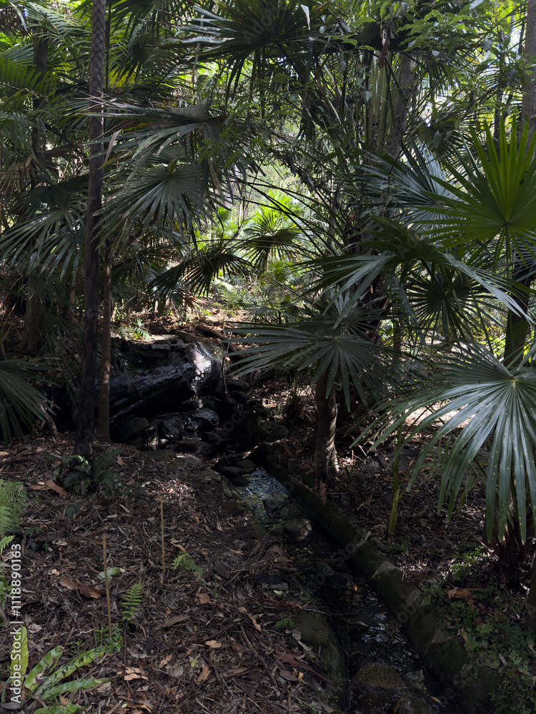 Australian Nature, Stony Range Regional Botanic Garden. Sydney, Dee Why, Australia. Australian Nature, Stony Range Regional Botanic Garden. Sydney, Dee Why, Australia.