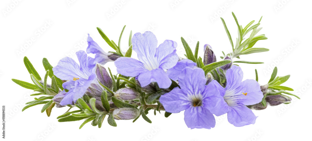 Beautiful purple flowers with green foliage, cut out - stock png. Beautiful purple flowers with green foliage, cut out - stock png.