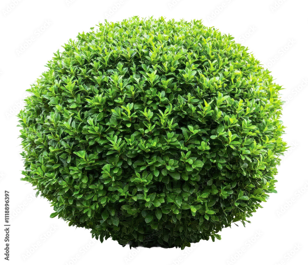 Naklejka premium Thick green shrub in perfect spherical shape, cut out - stock png.