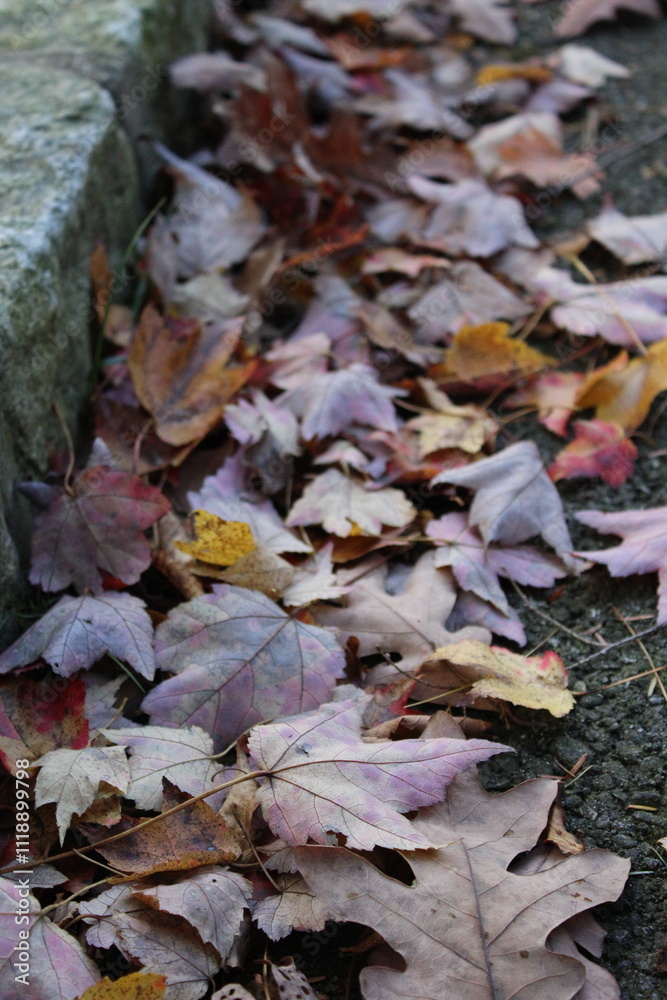 A pile of colorful autumn leaves scattered along a stone path. A pile of colorful autumn leaves scattered along a stone path.