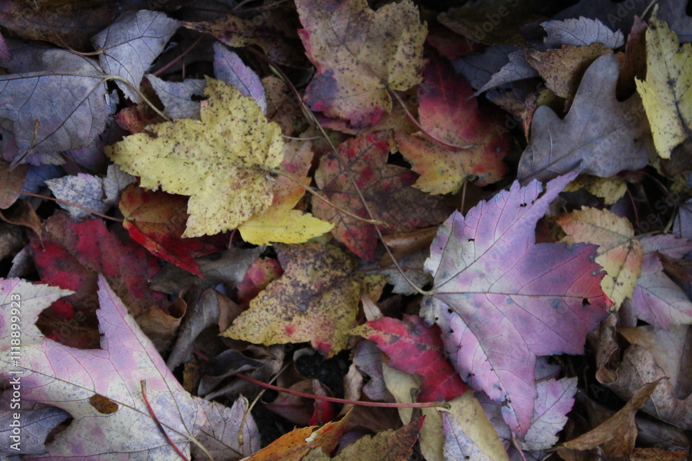 A mix of colorful autumn leaves scattered on the ground. A mix of colorful autumn leaves scattered on the ground.