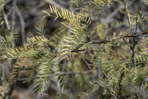 Neltuma is a genus of flowering plants in the pea family (Fabaceae). Neltuma odorata. Cottonwood Spring，Colorado Desert section of the Sonoran Desert. Joshua Tree National Park, California photo