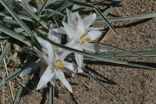 Sand lily, Leucocrinum montanum, Oregon Badlands near Bend.