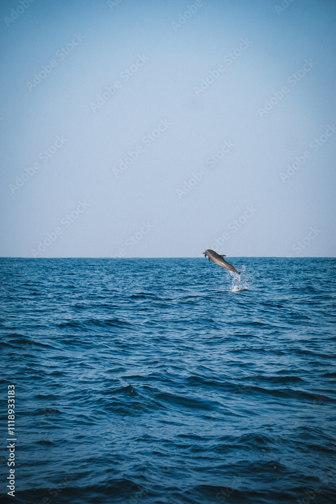 Naklejka premium Springender Delfin