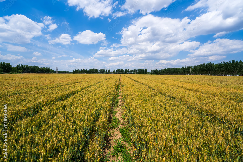 Wheat is growing in the field ,The wheat fields are under the blue sky and white clouds Wheat is growing in the field ,The wheat fields are under the blue sky and white clouds
