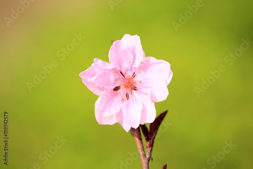 Peach trees blossom in spring