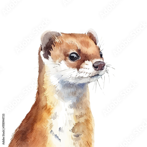 A watercolor of a stoat, isolated on a white background. Stoat vector.