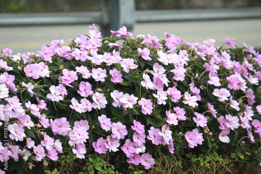 Image of beautiful western balsam flowers blooming on the beach at Imrang, Gijang-gun Image of beautiful western balsam flowers blooming on the beach at Imrang, Gijang-gun