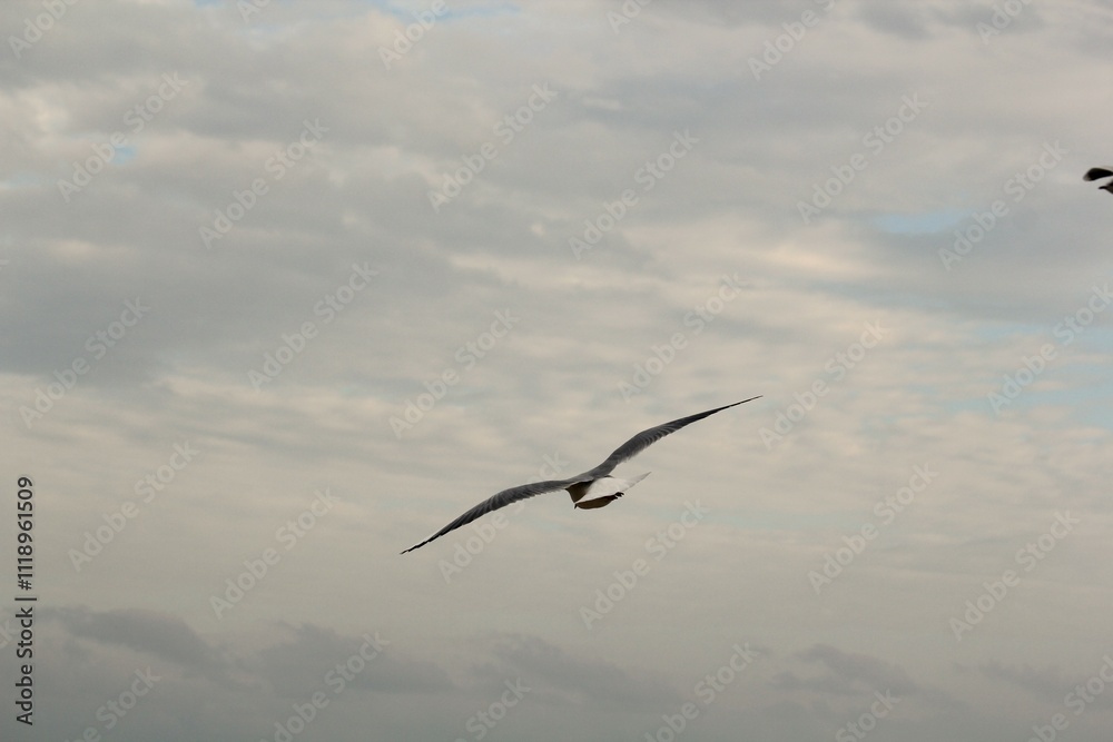 Image of seagulls flying and searching for food on Imrang Beach
Image of seagulls flying and searching for food on Imrang Beach