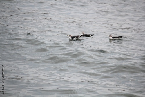 Image of seagulls flying and searching for food on Imrang Beach 