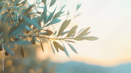 Close up of olive tree branch with green olives, soft focus background