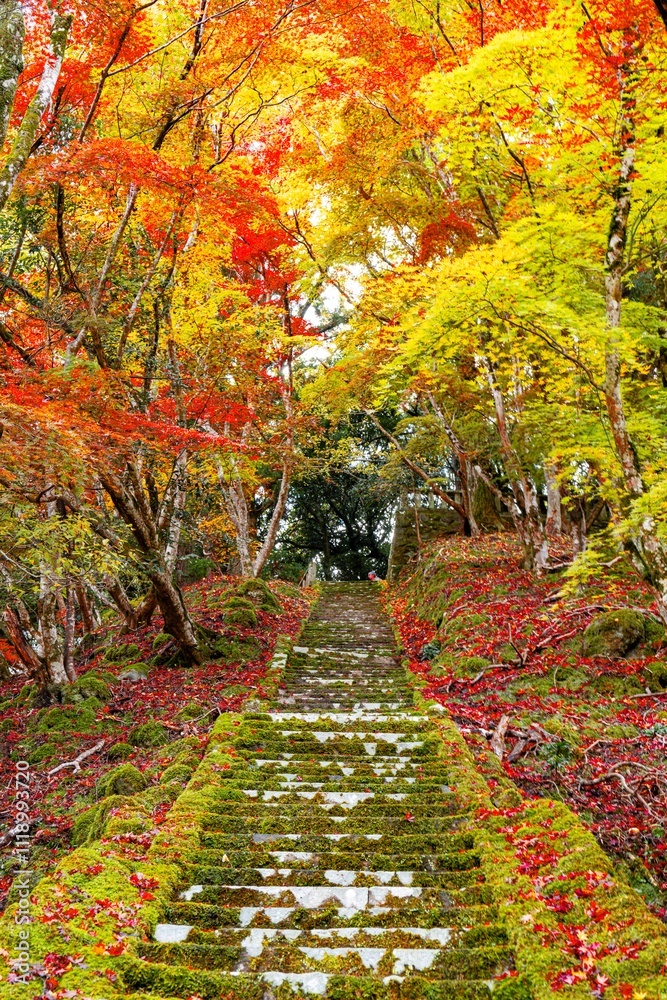 Naklejka premium 御霊もみじ