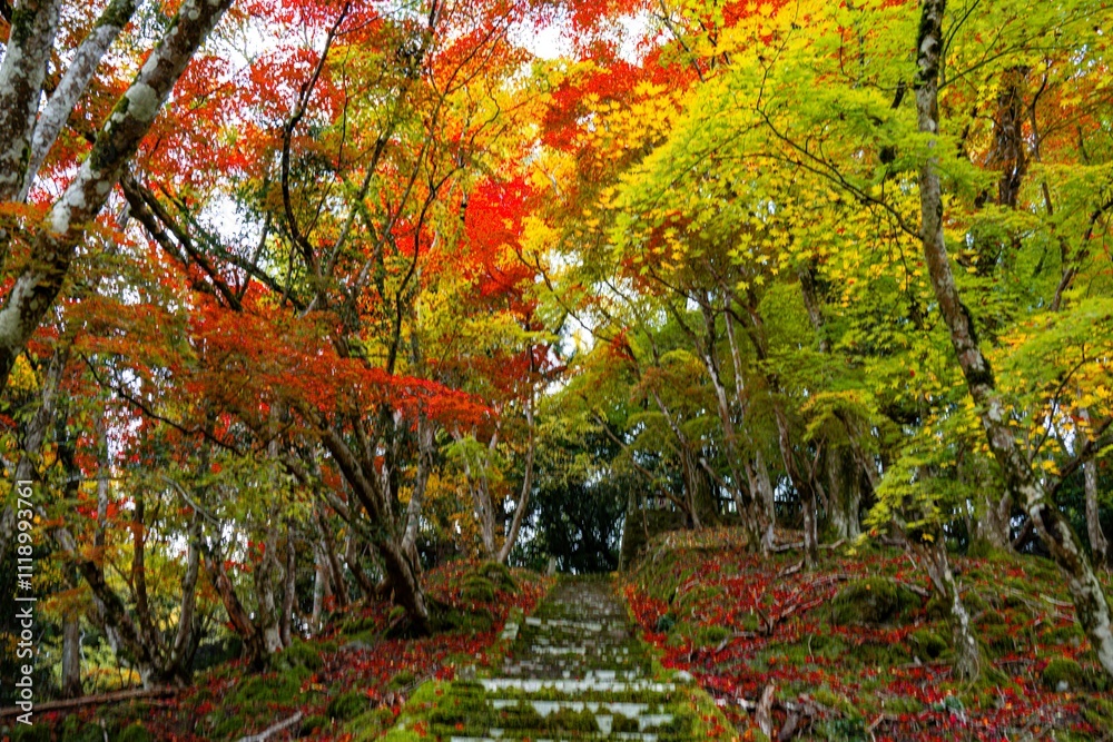 Naklejka premium 御霊もみじ