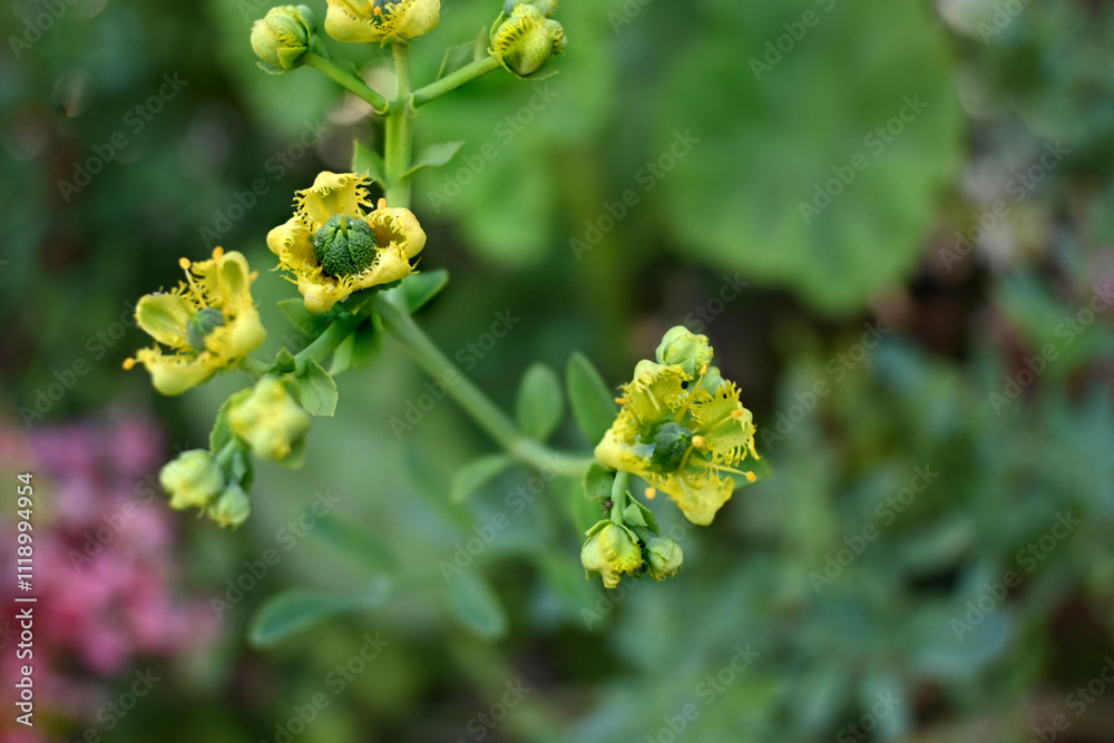 PLANTA DE RUDA Y FLOR DE RUDA MEDICINAL PLANTA DE RUDA Y FLOR DE RUDA MEDICINAL