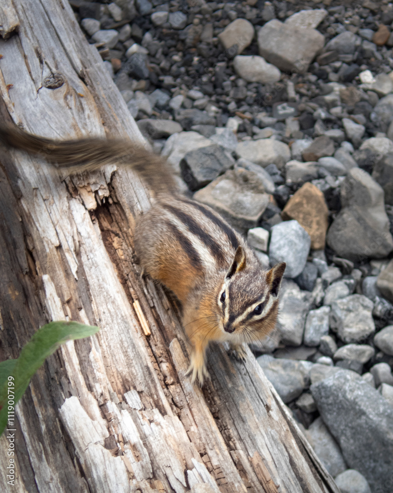 Obraz premium least chipmunk 