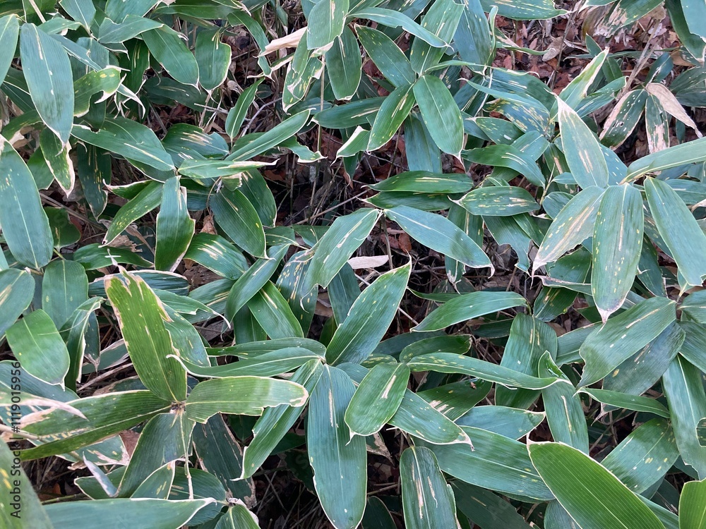 Obraz premium Bamboo thicket