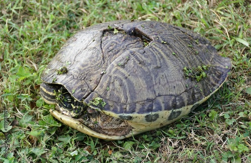 A turtle rests on the grass ground with a minimal crack on its shell photo