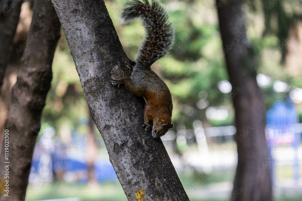 Portrait of a squirrel climbing a tree Portrait of a squirrel climbing a tree