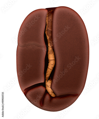 Isolated coffee bean