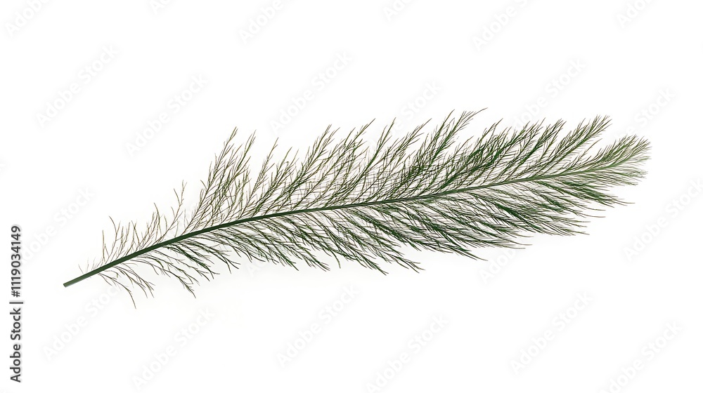Single green feather isolated on white background. Single green feather isolated on white background.