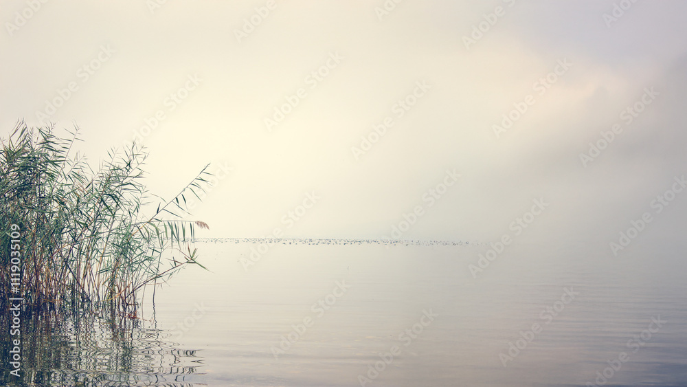 Muted Waterscape with Reeds and Soft Horizon. Muted Waterscape with Reeds and Soft Horizon.