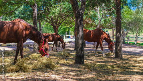 Fototapeta Naklejka Na Ścianę i Meble -  Horses grazing peacefully under the shade of trees on a serene farm.